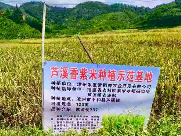 生态轮作提质效 保底收购稳增收——平和芦溪120亩生态紫米喜获丰收